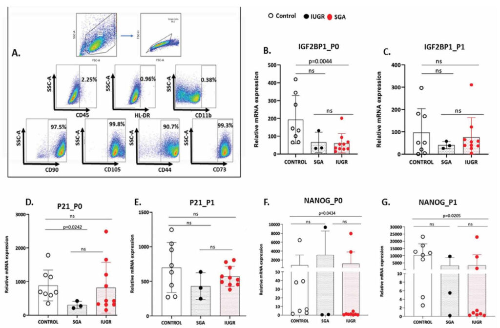Comparative study of pluripotency-related gene expression in Umbilical ...